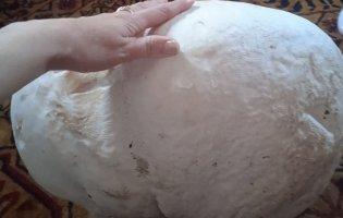 На Волині знайшли гриба вагою 12 кг