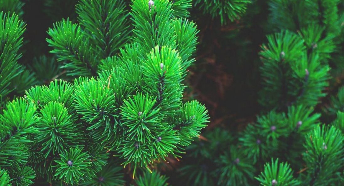 У Луцьку затвердили пункти продажу хвойних дерев: список