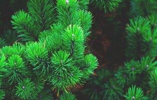У Луцьку затвердили пункти продажу хвойних дерев: список