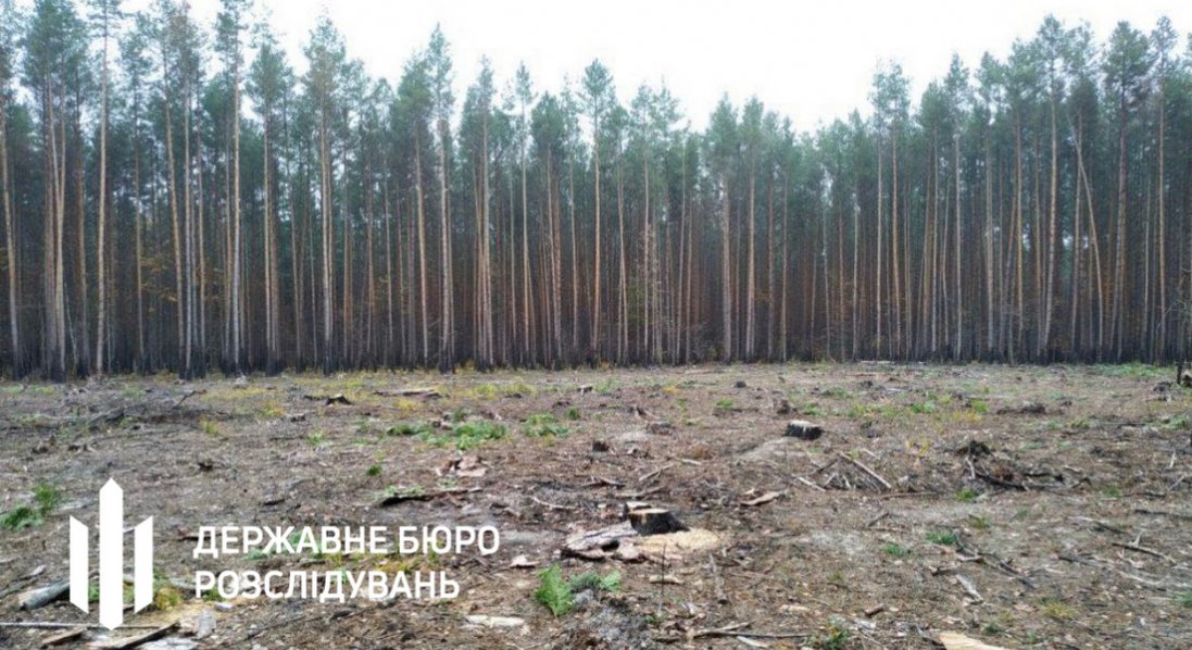 На Волині організували незаконні рубки лісу на понад 21 млн грн