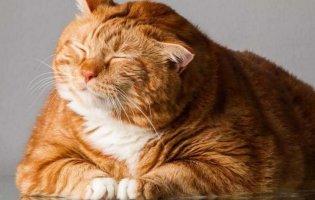 Як не допустити ожиріння у кота - поради ветеринара
