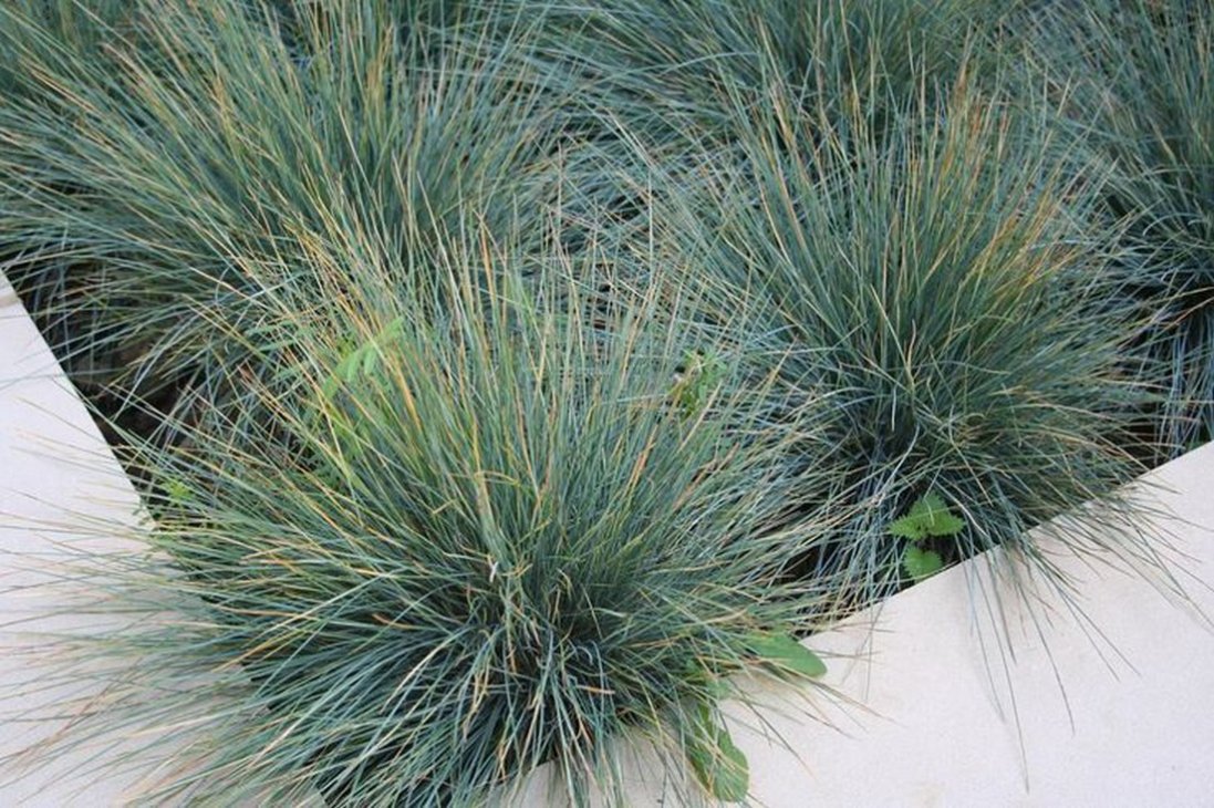 Декоративні трави: як виростити їх на своїй ділянці?