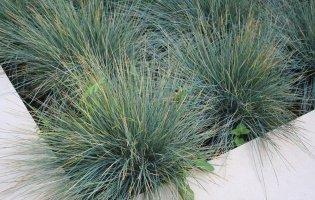 Декоративні трави: як виростити їх на своїй ділянці?