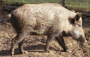 На Волині зафіксували випадок африканської чуми свиней