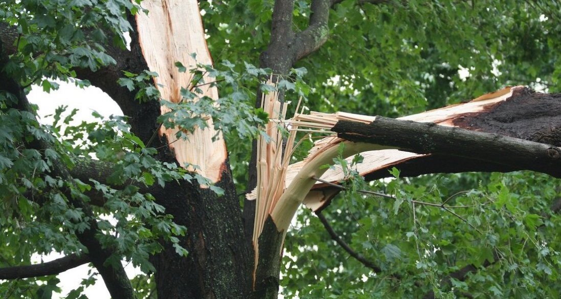На Ковельщині хлопця вбило дерево