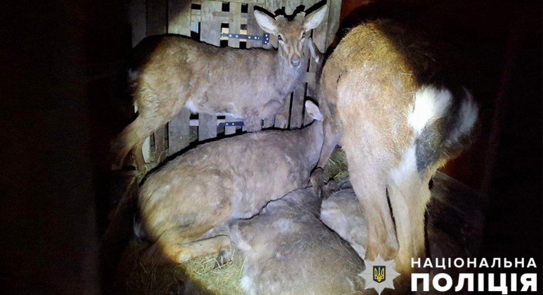 Мешканець Рівненщини незаконно перевозив 9 оленів, один з них помер