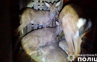 Мешканець Рівненщини незаконно перевозив 9 оленів, один з них помер