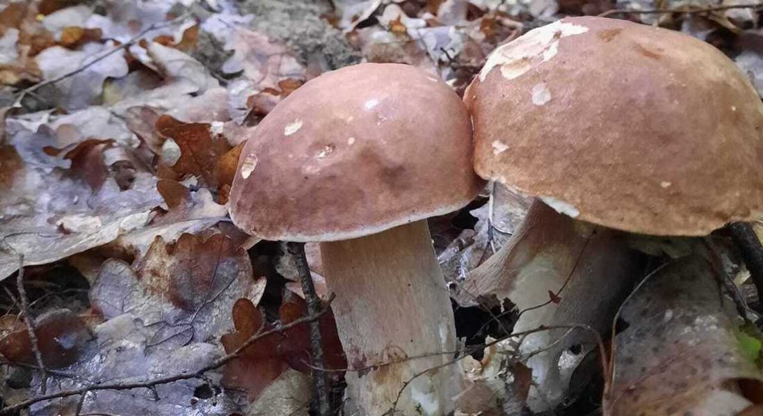 На Ковельщині вже збирають білі гриби