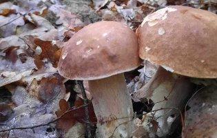 На Ковельщині вже збирають білі гриби