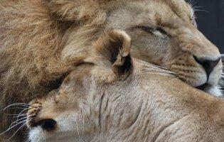 Гуляла поблизу Харкова: левиця «переїхала» до Африки