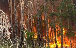 На Харківщині пожежа охопила майже 4 тисячі гектарів лісу