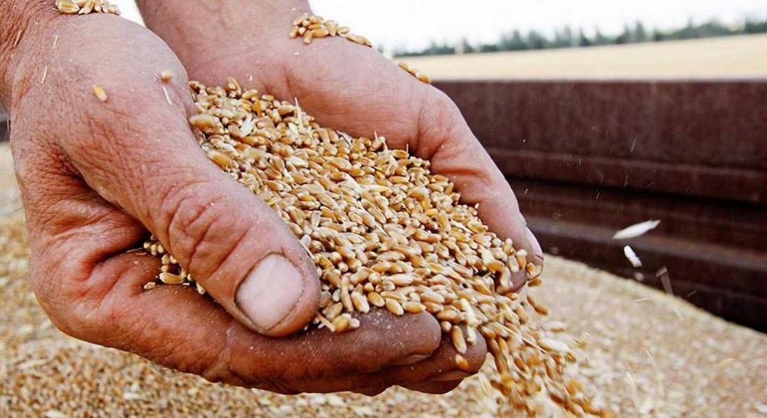 З окупованої Херсонщини торік росіяни вивезли 34 тисячі тонн зерна