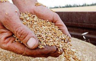 З окупованої Херсонщини торік росіяни вивезли 34 тисячі тонн зерна