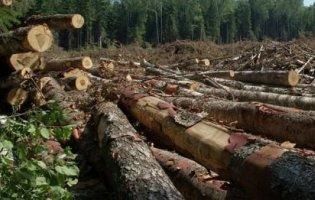 На Волині незаконно вирубали ліс на 7 млн грн: підозрюють керівника лісгоспу Рівненщини