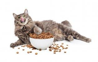 Яким кормом годувати стерилізованих котів?