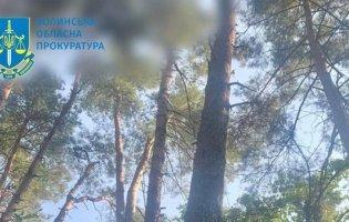Відвели у рубку 325 здорових дерев: трьом волинським лісівникам повідомили про підозру