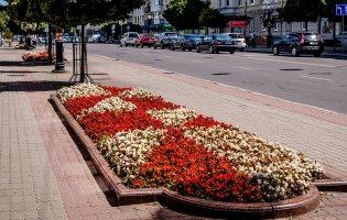 У Луцьку розсаду квітів закуплять на майже 2,4 млн грн