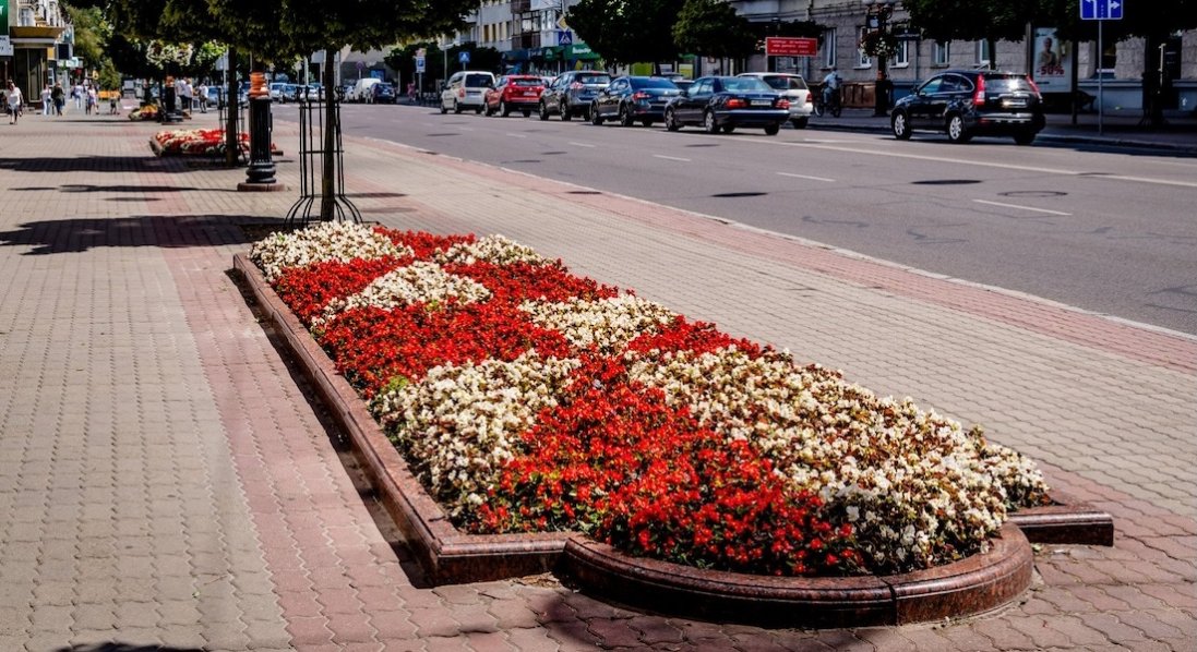 Скільки у Луцьку витратять на розсаду квітів