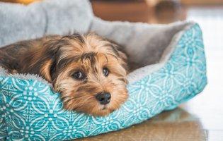 ТОП-10 товарів для догляду за цуценятами: що справді потрібно на перший час