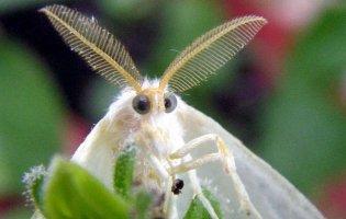 У Луцьку оголосили карантин через метеликів