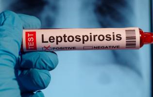 На Волині виявили три випадки лептоспірозу