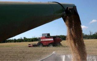 Нестача зерна у Державній продовольчо-зерновій корпорації: за справу взялося БЕБ