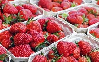 На Волині через заморозки вимерзли поля з полуницею