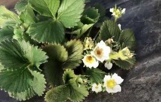 На Волині травневі заморозки знищили 85% врожаю ранньої полуниці