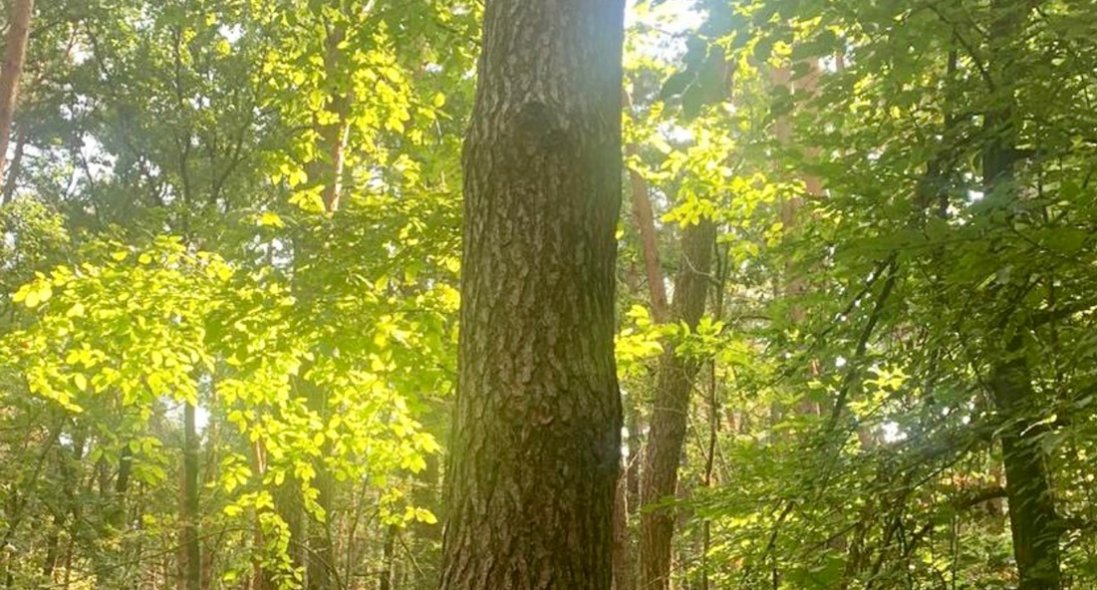 На Волині судитимуть трьох лісівників