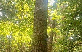 На Волині судитимуть трьох лісівників