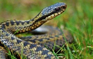 На Волині після укусу змії госпіталізували чоловіка