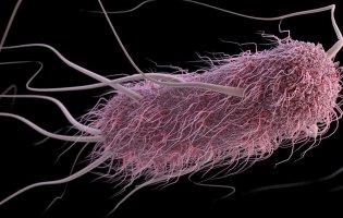 У річці біля Луцька знайшли кишкову паличку