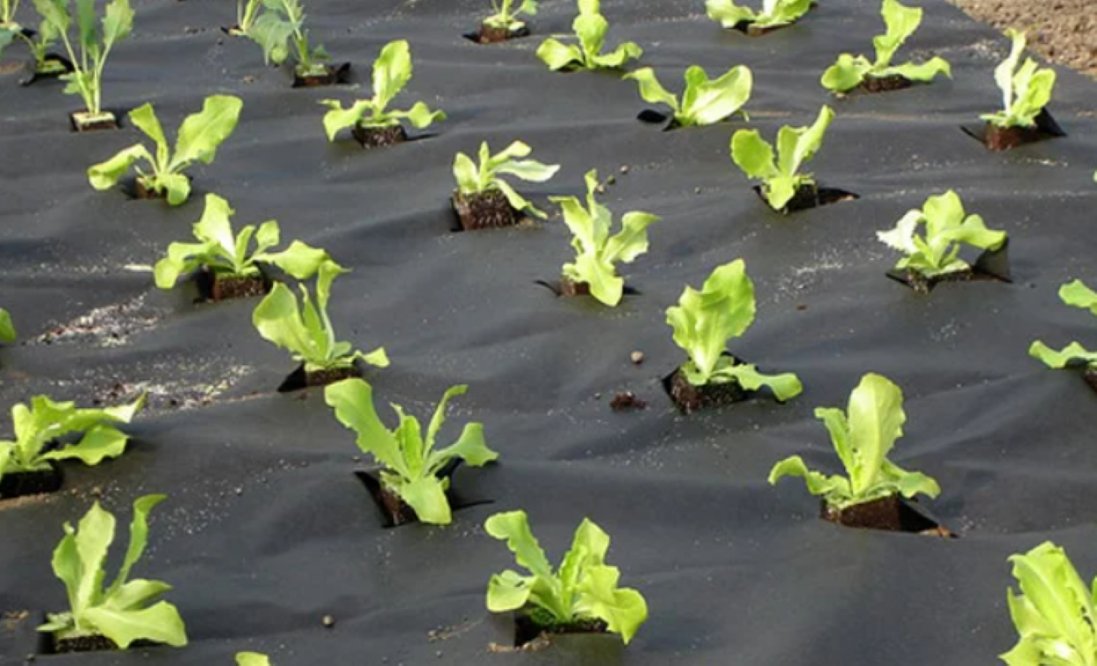 Чому агроволокно стало базовим матеріалом для аграріїв