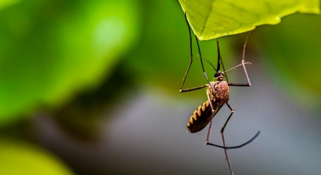 У Рівному жінка захворіла на тропічну малярію