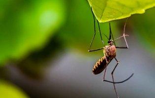 У Рівному жінка захворіла на тропічну малярію