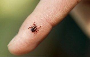 Волинянин через укус кліща захворів на енцефаліт