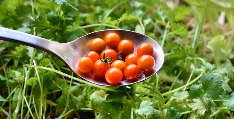 Як їсти помідори, щоб вони приносили користь для серця, судин та шкіри