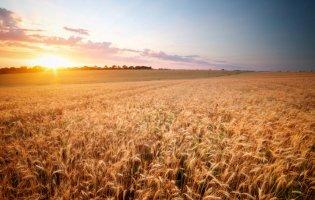 Що таке десиканти і як вони допомагають у сільському господарстві?