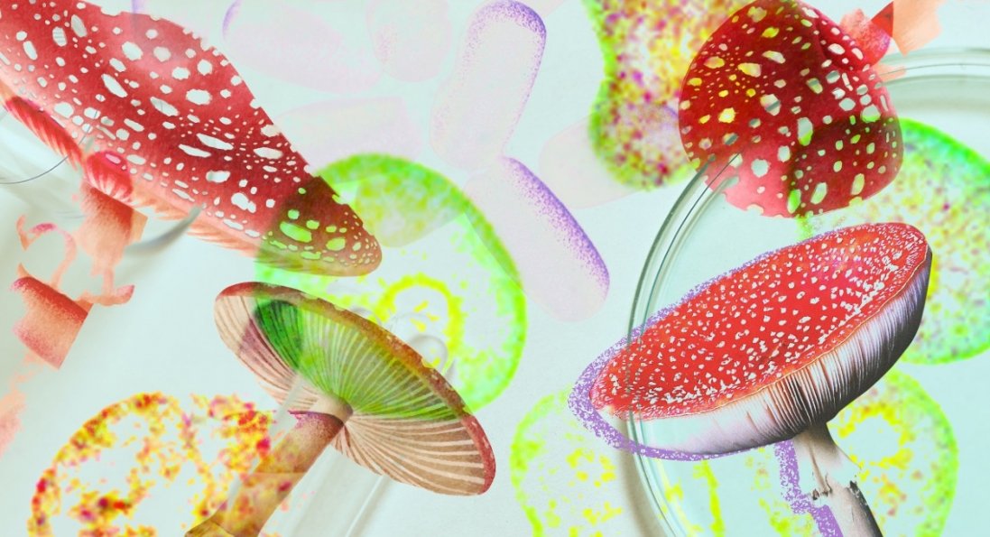 Як працює і чим корисний мікродозинг мухоморів
