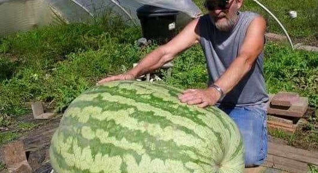 Як вибрати солодкий кавун, чим він корисний, а кому може й нашкодити