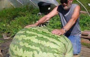 Як вибрати солодкий кавун, чим він корисний, а кому може й нашкодити