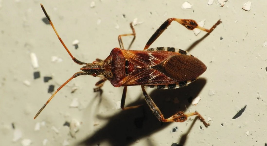 На Вінниччині жінку в секондхенді вкусив клоп