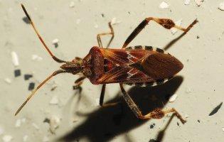 На Вінниччині жінку в секондхенді вкусив клоп