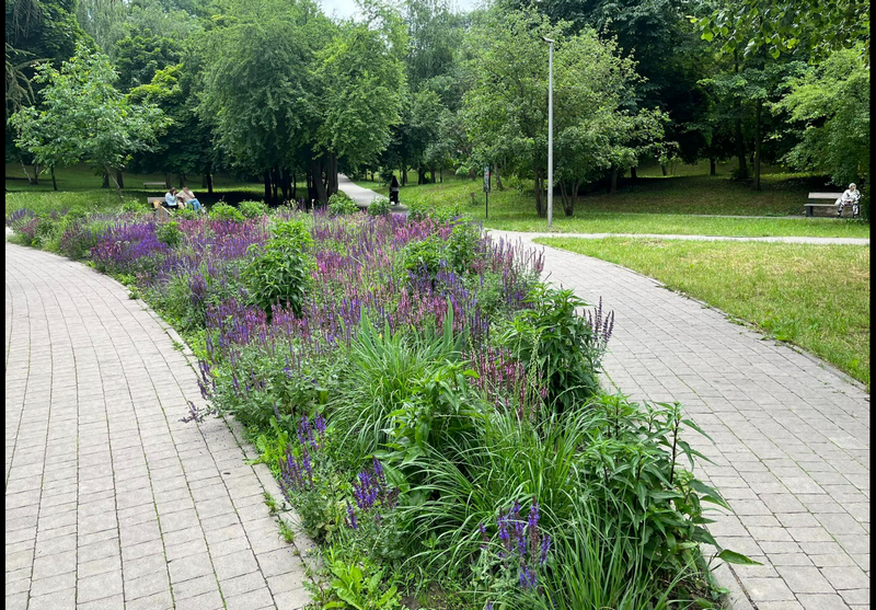 На фото Оксани Майбороди: Парк на Грабнику в Рівному, на клумбах – багаторічні рослини.