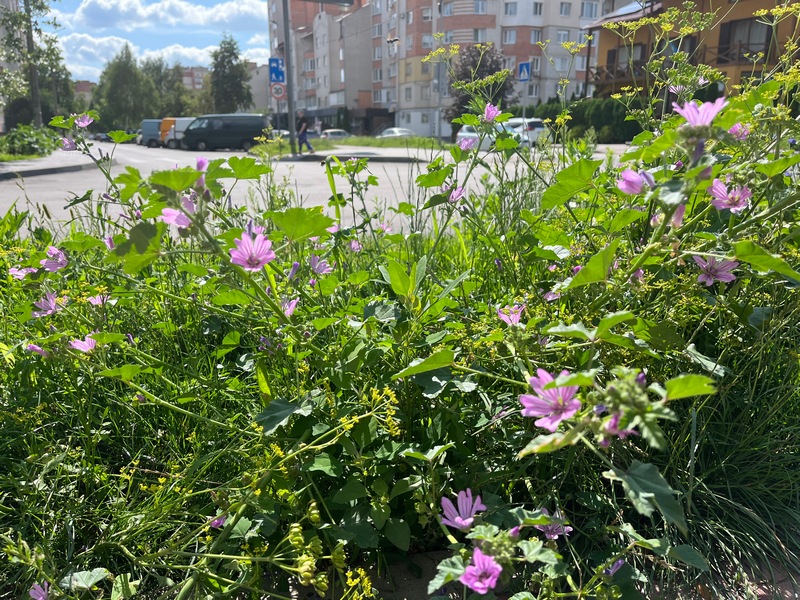 Дикі квіти посеред спального мікрорайону Луцька 