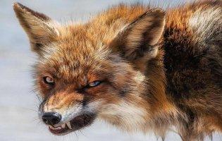 Де на Волині ввели карантин через сказ у тварин