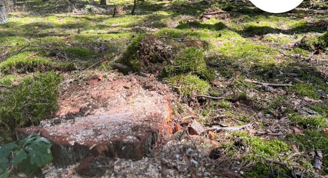 На Волині виявили незаконну вирубку дерев на понад 18 мільйонів