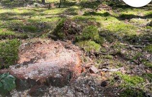 На Волині виявили незаконну вирубку дерев на понад 18 мільйонів