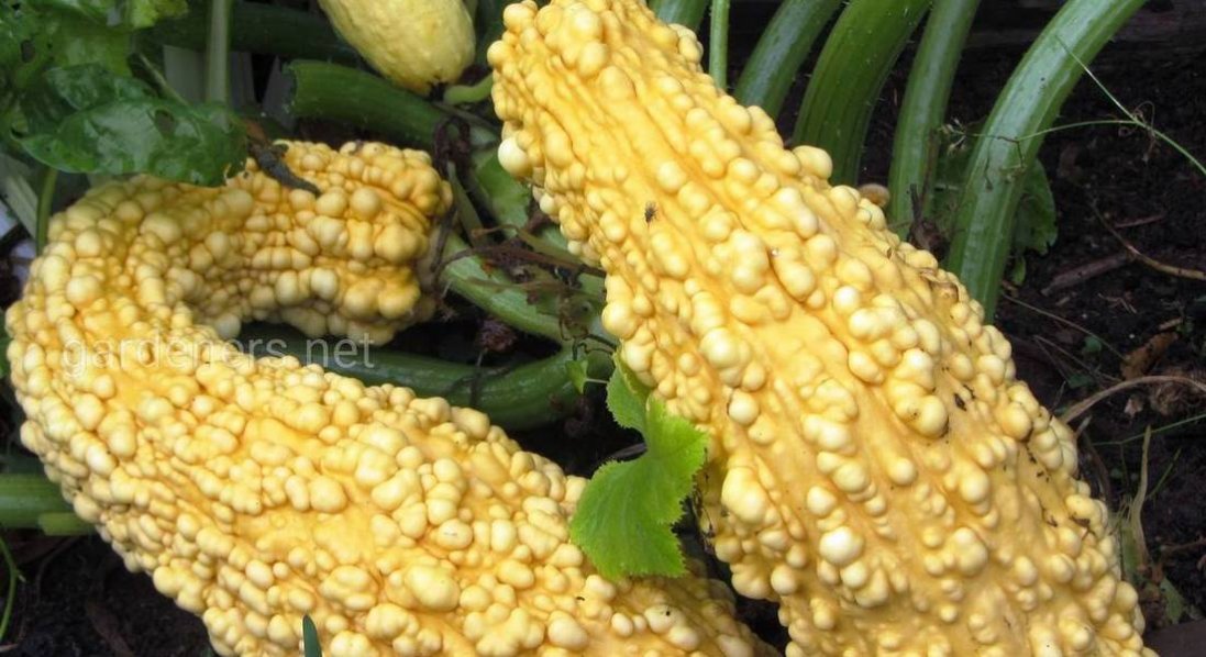 Колись кабачком ласували ацтеки, а нині він українців не тільки годує, а й лікує