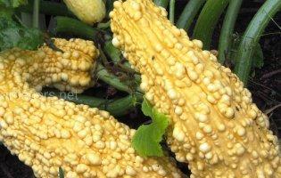 Колись кабачком ласували ацтеки, а нині він українців не тільки годує, а й лікує